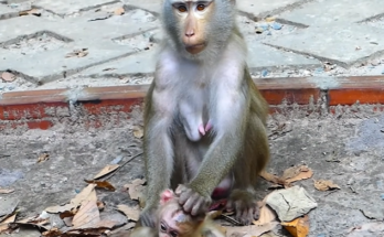 Mother monkey holds her baby tightly as the older sibling watches protectively in Angkor Wat forest.