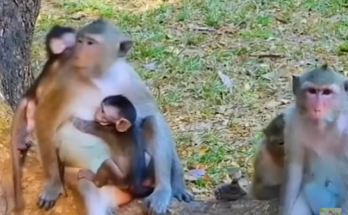 Baby monkey beside banyan tree in Angkor Wat forest, eyes wide with fear and confusion