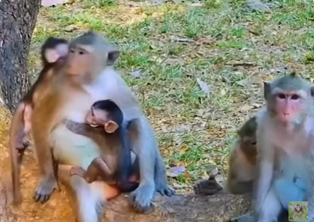 Baby monkey beside banyan tree in Angkor Wat forest, eyes wide with fear and confusion