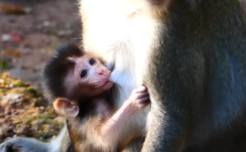 A sad baby monkey sitting alone near ancient stone ruins in Angkor Wat forest, crying after being rejected by its mother.