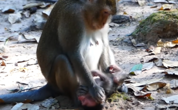 A tearful mother cradling her child in the Angkor Wat forest, sunlight filtering through trees — raw emotion and human connection.