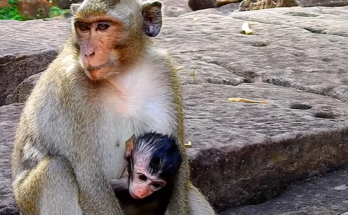 A small injured baby monkey on the forest floor of Angkor Wat, comforted by a group of surrounding macaques under the green jungle canopy.
