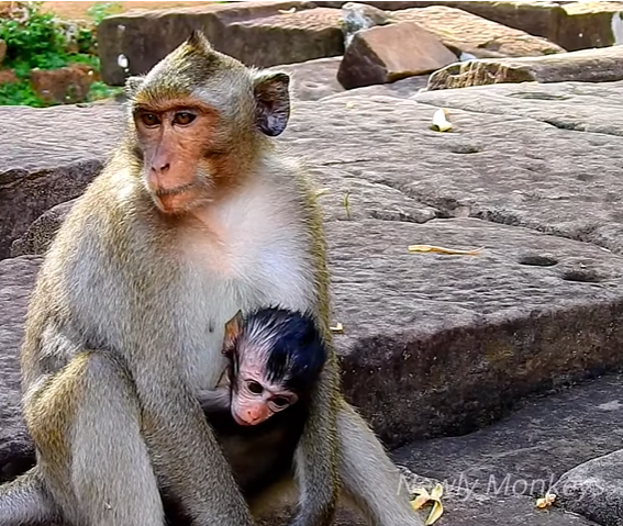 A small injured baby monkey on the forest floor of Angkor Wat, comforted by a group of surrounding macaques under the green jungle canopy.