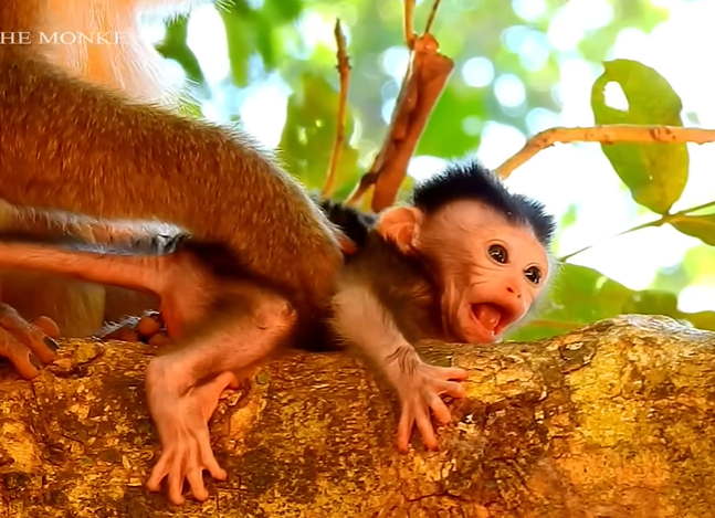 A tiny baby macaque, Dustin, trembling on a branch in Angkor Wat forest after a harsh encounter with the elder macaque Bonita.