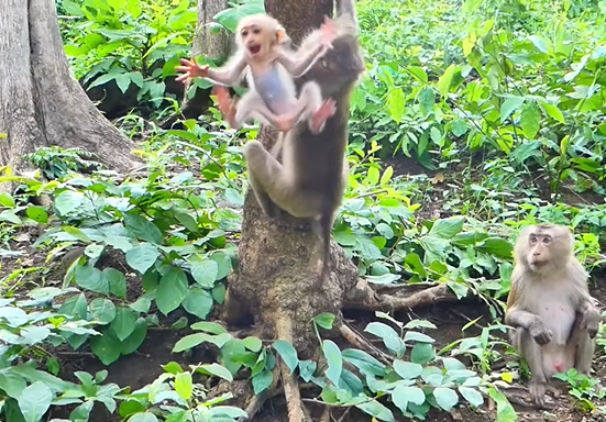 Mother monkey Lura guiding her newborn on a tree branch in the Angkor Wat forest, teaching him his first life lesson.