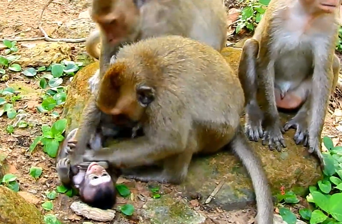 Heartwarming moment of a child being comforted in the Angkor jungle, surrounded by curious macaque monkeys at sunset