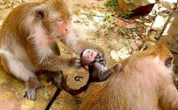 Baby macaque Daniela clinging to her mother for comfort at Angkor Wat after a frightening neck incident.