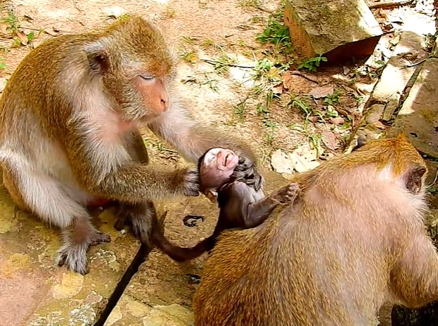 Baby macaque Daniela clinging to her mother for comfort at Angkor Wat after a frightening neck incident.