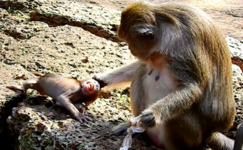 Daniela seated against a forest stone in Angkor Wat, holding her head with visible pain and tears in her eyes.