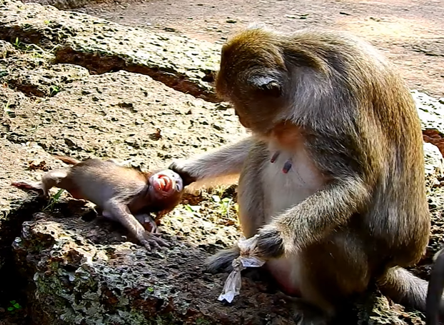 Daniela seated against a forest stone in Angkor Wat, holding her head with visible pain and tears in her eyes.