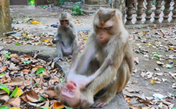 Baby monkey crying for help while his mother pulls him away to safety in the Angkor Wat forest.