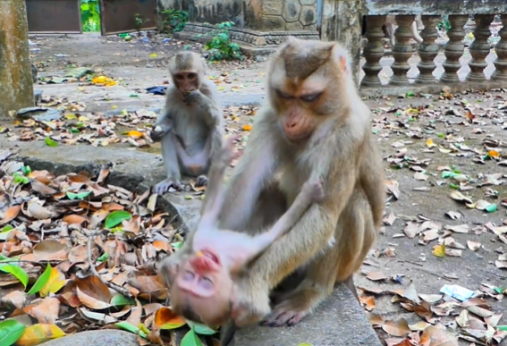 Baby monkey crying for help while his mother pulls him away to safety in the Angkor Wat forest.