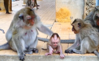Female macaque helping baby monkey recover from fall on mossy stone steps at Angkor Wat.