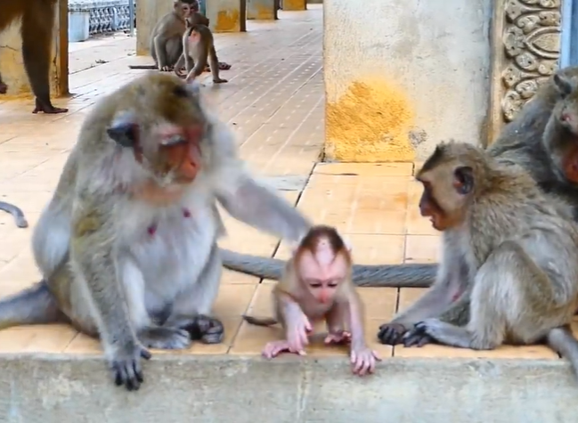 Female macaque helping baby monkey recover from fall on mossy stone steps at Angkor Wat.