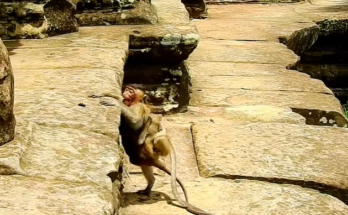 Baby monkey Lizza’s sad, hungry face in the Angkor Wat forest.