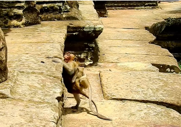 Baby monkey Lizza’s sad, hungry face in the Angkor Wat forest.
