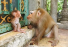 : Baby macaque named Albert sits calmly on a tree branch while his mother gently grooms him, bathed in the soft sunlight of Angkor Wat forest.