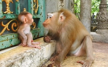 : Baby macaque named Albert sits calmly on a tree branch while his mother gently grooms him, bathed in the soft sunlight of Angkor Wat forest.