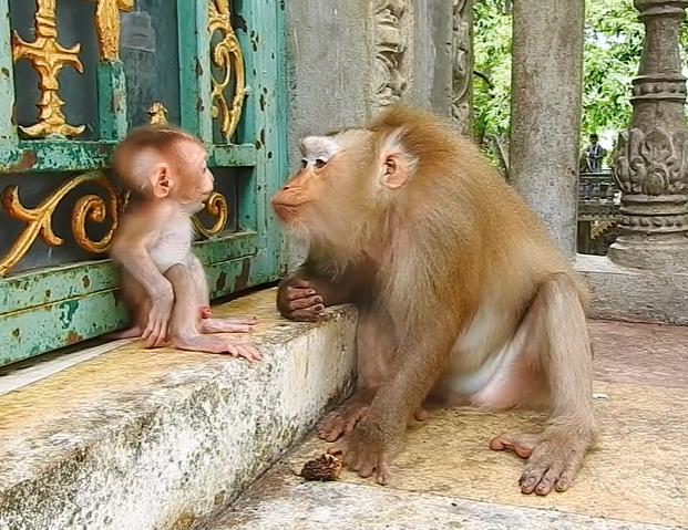 Baby macaque named Albert sits calmly on a tree branch while his mother gently grooms him, bathed in the soft sunlight of Angkor Wat forest.
