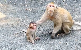 Baby monkey Mila sitting alone on the forest floor near Angkor Wat ruins after being abandoned by her mother.