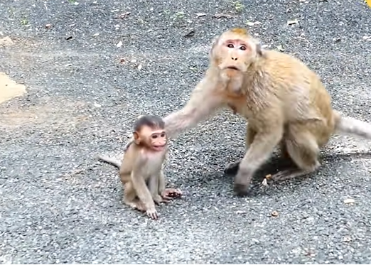 Baby monkey Mila sitting alone on the forest floor near Angkor Wat ruins after being abandoned by her mother.