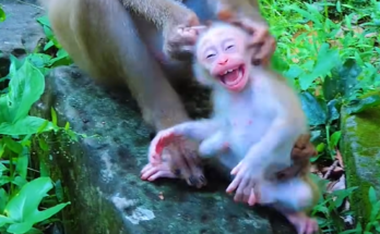 Baby Leo crying loudly in the Angkor Wat forest while his mother watches nearby, capturing a powerful moment of tough love and emotional growth.