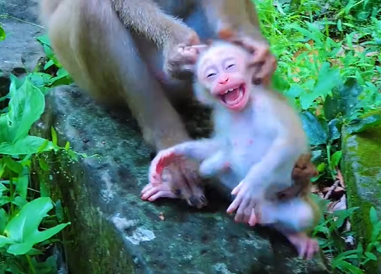 Baby Leo crying loudly in the Angkor Wat forest while his mother watches nearby, capturing a powerful moment of tough love and emotional growth.