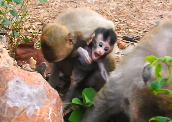 Chiko the monkey sitting awake beside weak baby Calvin during the night in the Angkor Wat forest, showing loyalty and care.