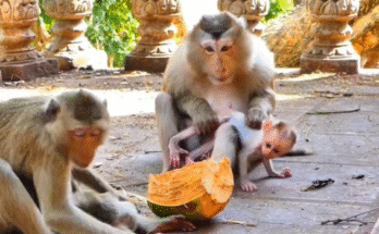 Baby monkeys playing together in the Angkor Wat forest while another clings to her mother nearby, sunlight filtering through the trees.