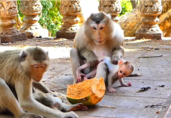 Baby monkeys playing together in the Angkor Wat forest while another clings to her mother nearby, sunlight filtering through the trees.