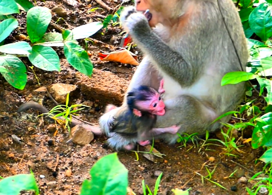 Mother monkey Malika holding her newborn tightly in the Angkor Wat forest, surrounded by ancient ruins and dense jungle.