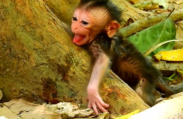 Newborn baby found abandoned in the Angkor Wat forest, wrapped in cloth among ancient trees, symbolizing heartbreak, survival, and hope.