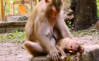 A young child and his mother walking quietly through the Angkor Wat forest in early morning light, surrounded by ancient trees and stone ruins, expressing grief and deep emotional connection.