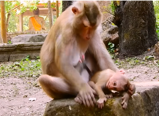A young child and his mother walking quietly through the Angkor Wat forest in early morning light, surrounded by ancient trees and stone ruins, expressing grief and deep emotional connection.