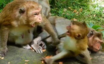Baby monkey crying in Angkor Wat forest, lonely and searching for its mother.