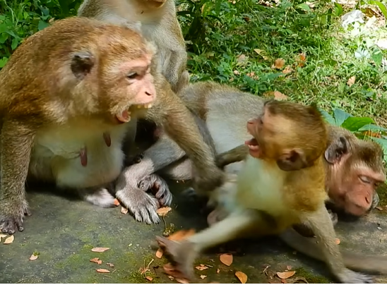 Baby monkey crying in Angkor Wat forest, lonely and searching for its mother.