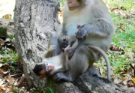 A gentle conservation leader in Angkor Wat forest calmly holding a rescued baby monkey before reuniting it with its mother, surrounded by ancient temple ruins and soft jungle light.