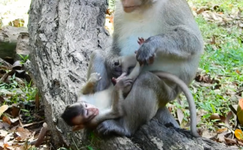 A gentle conservation leader in Angkor Wat forest calmly holding a rescued baby monkey before reuniting it with its mother, surrounded by ancient temple ruins and soft jungle light.