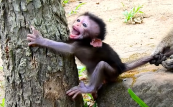 Baby monkey in the Angkor Wat forest trembling and crying after losing his mother.