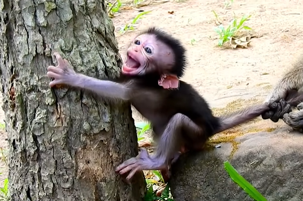 Baby monkey in the Angkor Wat forest trembling and crying after losing his mother.