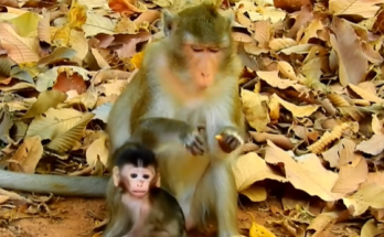 A young child named Alba stands under ancient trees in the Angkor Wat forest, holding an empty bottle while looking up at her mother with hopeful eyes.