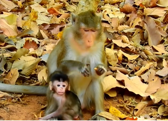 A young child named Alba stands under ancient trees in the Angkor Wat forest, holding an empty bottle while looking up at her mother with hopeful eyes.