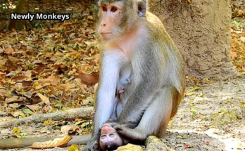Sad baby monkey crying alone after losing its mother in the Angkor Wat forest.