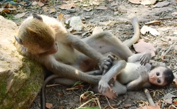 Adult monkey playing roughly but lovingly with a baby monkey in Angkor Wat forest, showing trust, learning, and wild family bonds.