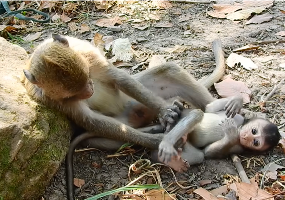 Adult monkey playing roughly but lovingly with a baby monkey in Angkor Wat forest, showing trust, learning, and wild family bonds.
