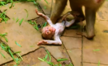Mother macaque comforting her baby after a struggle in the muddy forest near Angkor Wat, Cambodia.