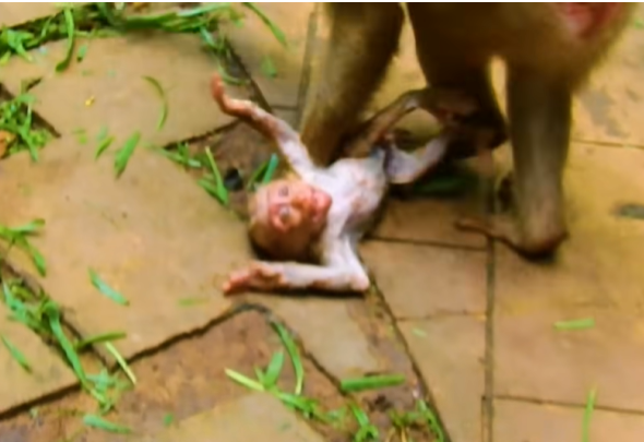 Mother macaque comforting her baby after a struggle in the muddy forest near Angkor Wat, Cambodia.