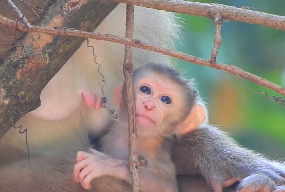 A calm baby monkey named Rina sits quietly in her mother’s arms inside the Angkor Wat forest, showing the purest form of love and trust.