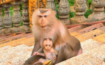 Baby monkey perched on a tree branch near Angkor Wat ruins, eyes shining with innocence