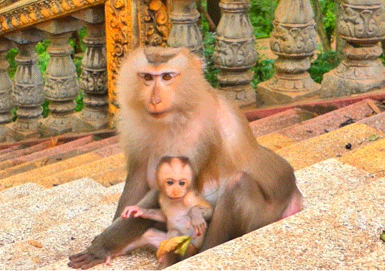 Baby monkey perched on a tree branch near Angkor Wat ruins, eyes shining with innocence